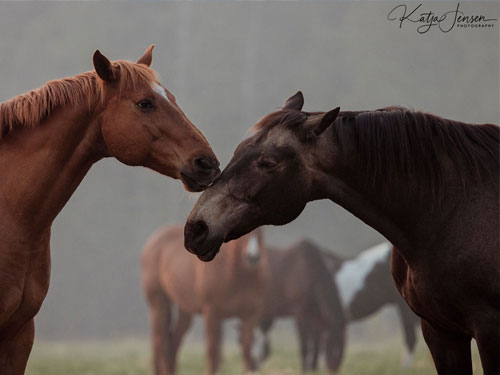 wildhorse ranch camp alberta